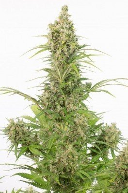 White Widow Autoflowering CBD (Dinafem)