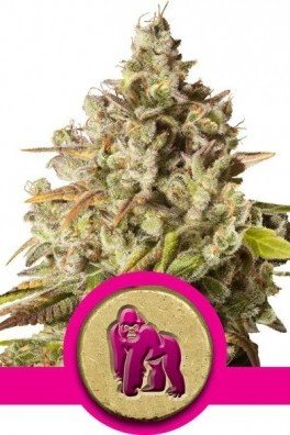 Royal Gorilla (Royal Queen Seeds)