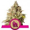 Royal Gorilla (Royal Queen Seeds)