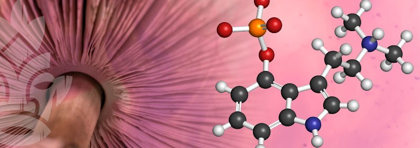 Chemische bestandsdeel Psilocybine