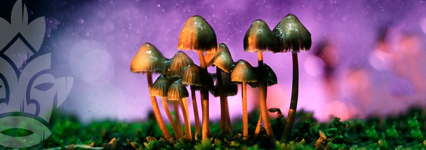 Magic Mushrooms