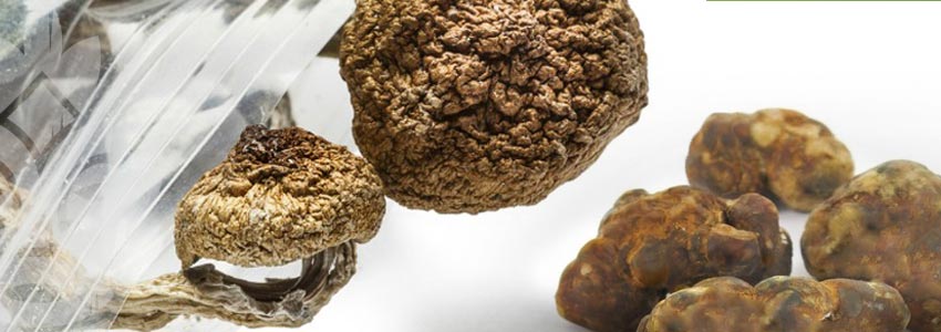 Magic Truffles Versus Magic Mushrooms