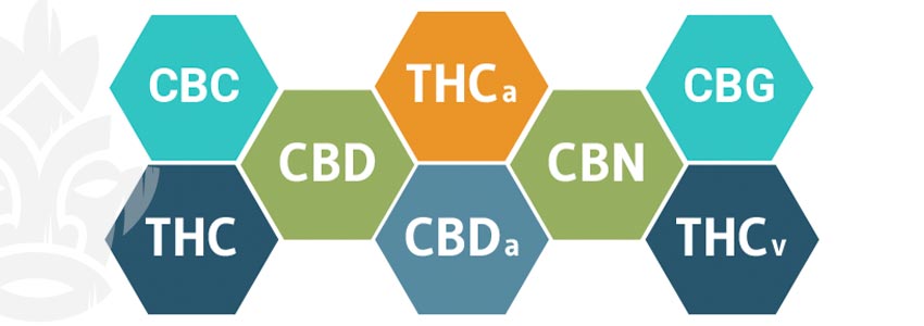 Wat Voor Interactie Hebben Cannabinoïden Met Het Eccs