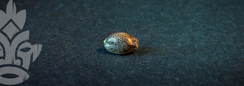 Hoelang Blijven Wietzaadjes Goed?