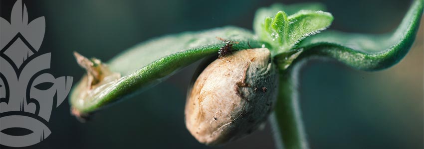 WAT ZIJN DE VOORDELEN VAN KWEKEN VANUIT ZAAD?