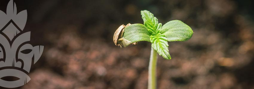 Voor Jonge Planten Zorgen