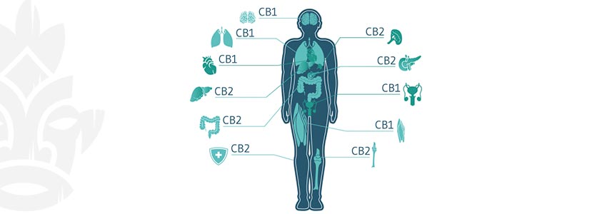 Welke Cannabinoïden Wekken Een High Op?