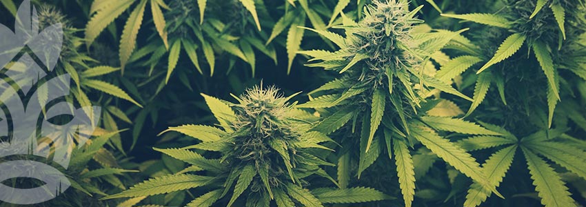 Wat Is Het Verschil Tussen Cannabis En Hennep?