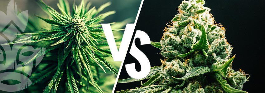 Indica Vs Sativa