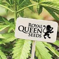 Bekijk De Complete Catalogus Van Royal Queen Seeds