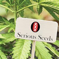 Bekijk De Complete Catalogus Van Serious Seeds