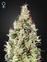 Exodus Cheese Auto CBD (Greenhouse Seeds)