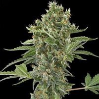 Moby Dick Autoflowering (Dinafem)