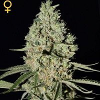 Super Critical (Greenhouse Seeds)