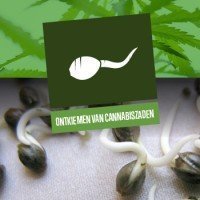 Ontkiemen van cannabiszaden