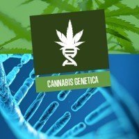 Cannabis genetica