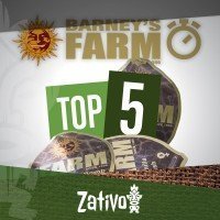 Top 5 Autoflowering Barney's Farm