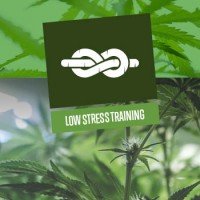 Low Stress Training (LST)