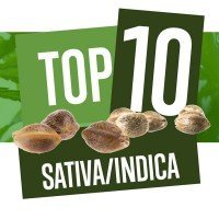 Top 10 Sativa-Indica Cannabis Soorten 