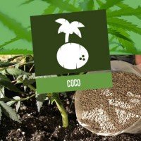 Cannabis Kweken Op Coco