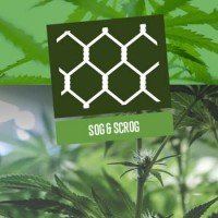 SOG en ScrOG