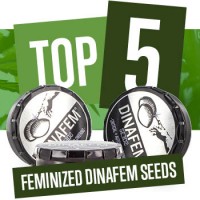 Top 5 Feminized Dinafem