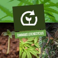 Cannabis levenscyclus