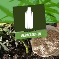 Voedingsstoffen voor Cannabis Planten 