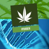 Cannabis Hybriden 