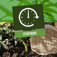 De fotoperiode van cannabis planten 