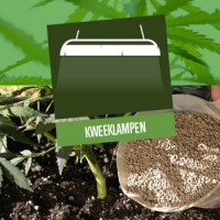 Cannabis kweeklampen