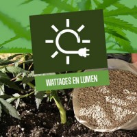 Wattages en lumen van cannabis kweeklampen 