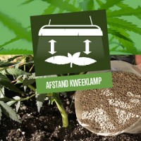 Afstand tussen kweeklamp en de plant