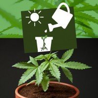 Grow Guide