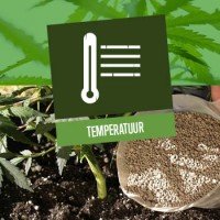 De beste temperatuur voor het kweken van cannabis