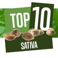 Top 10 Sativa