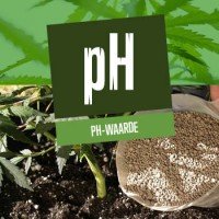 pH-waarde en cannabis