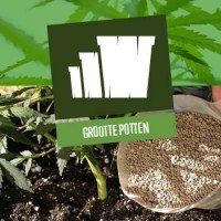 Grootte van potten voor cannabis planten