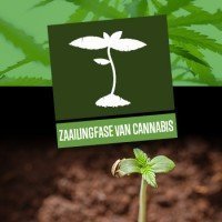 Zaailingfase van cannabis