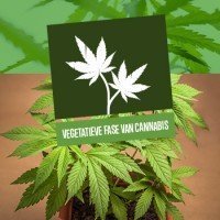 Vegetatieve fase van cannabis