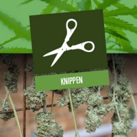 Het knippen van cannabis toppen