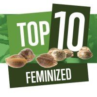 Top 10 Feminized Zaden
