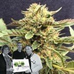 Nieuwe release van CBD Crew: CBD Therapy