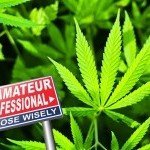 De Top 10 beginnersfouten bij het kweken van cannabis 