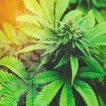 Beginners Gids: De 10 basisvaardigheden voor het kweken van cannabis