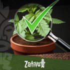 8 tips voor het herkennen van goede cannabis