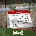 Hoe Je 6-7 Keer Per Jaar Cannabis Kunt Oogsten