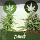 Het Verschil Tussen Cannabis Indica En Sativa
