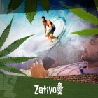 De Verschillende Cannabissoorten En Hun Specifieke Effecten
