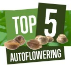 Top 5 Autoflowering Cannabis Soorten Voor 2018